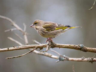 Grünfink (Chloris chloris)    