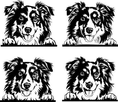 Australian shepherd, mini-Aussie face Clipart