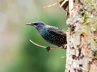 Star (Sturnus vulgaris)         