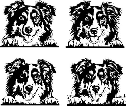 Australian shepherd, mini-Aussie face Clipart