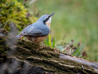 Kleiber (Sitta europaea)       