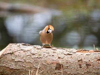 Kernbeißer (Coccothraustes coccothraustes)   