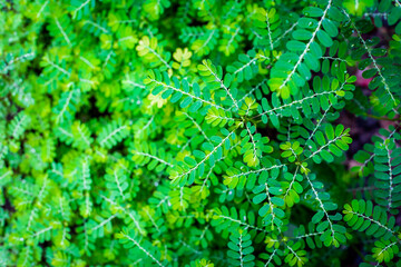 green meniran leaves