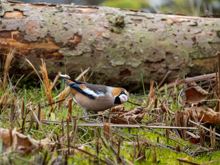 Kernbeißer (Coccothraustes coccothraustes)   