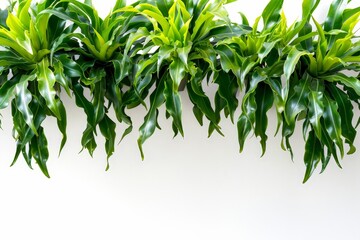 Obraz premium Green Leaves Hanging Against a White Wall