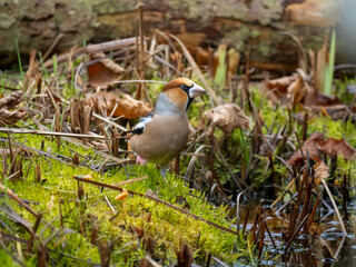 Kernbeißer (Coccothraustes coccothraustes)   