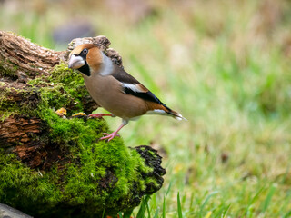 Fototapeta premium Kernbeißer&nbsp;(Coccothraustes coccothraustes) 