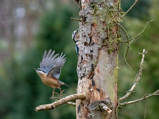 Kleiber (Sitta europaea)     