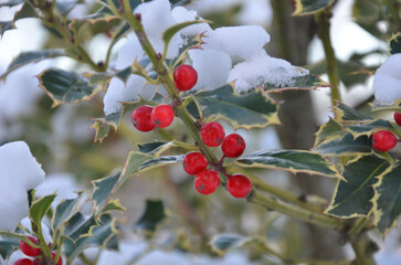 Snowy branch with thorn leaves and red holly berries in winter .Closeup photo outdoors. Christmas...