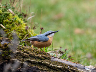 Kleiber (Sitta europaea)     