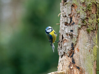 Blaumeise (Cyanistes caeruleu)  