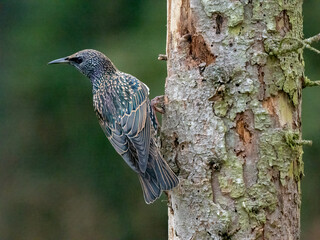 Star (Sturnus vulgaris)    