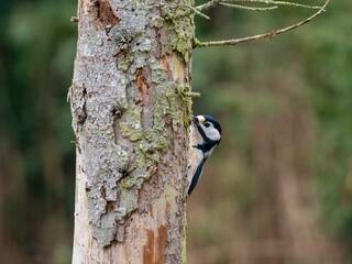 Buntspecht (Dendrocopos major)  