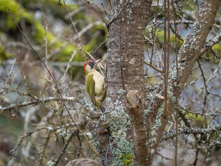 Grünspecht (Picus viridis)