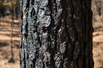 charred tree, burned trees in forest after fire