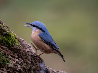 Kleiber (Sitta europaea)