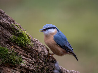 Kleiber (Sitta europaea)