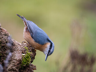 Kleiber (Sitta europaea)