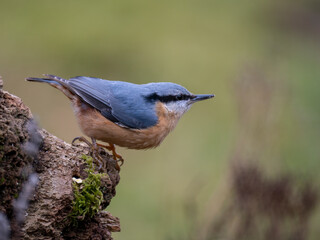 Kleiber (Sitta europaea)
