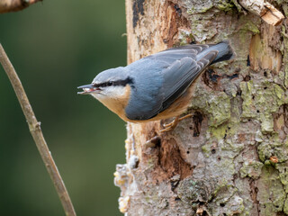 Kleiber (Sitta europaea)