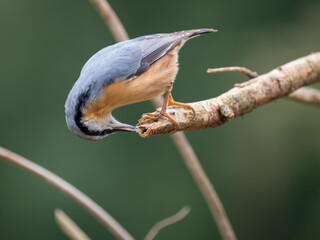 Kleiber (Sitta europaea)