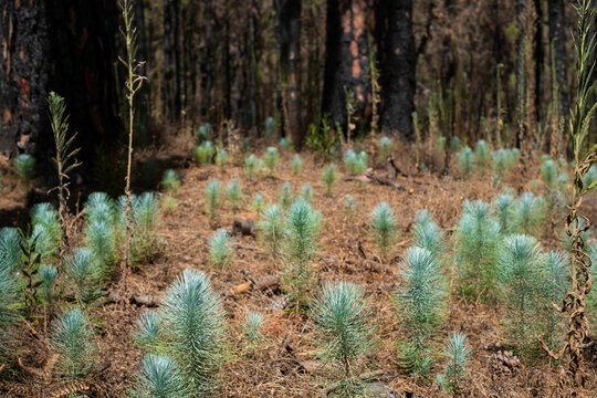 young trees, tree seedlings in forest - burned pine forest