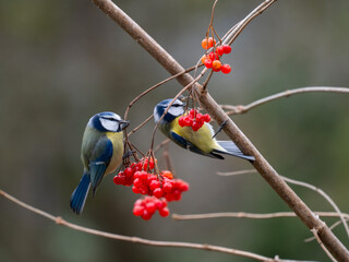 Blaumeise (Cyanistes caeruleu)         