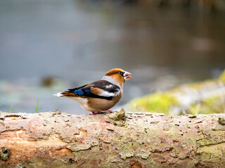 Kernbeißer (Coccothraustes coccothraustes)