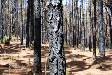 charred tree, burned trees in forest after fire in Tenerife