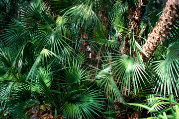 palm tree background, palm trees, pal leaves