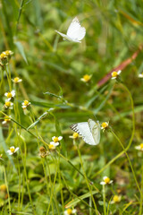 Beautiful and colorful butterflies are intently sucking nectar from the pollen of summer grass...