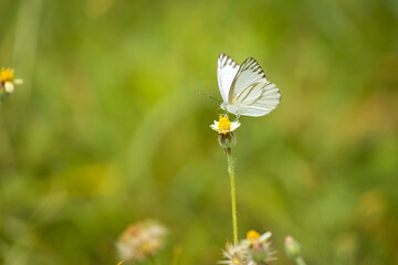 Beautiful and colorful butterflies are intently sucking nectar from the pollen of summer grass...