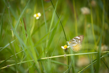 Beautiful and colorful butterflies are intently sucking nectar from the pollen of summer grass...