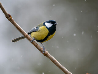 Kohlmeise (Parus major)