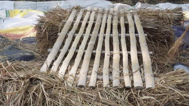 Farmers are threshing paddy or rice on the bamboo mat