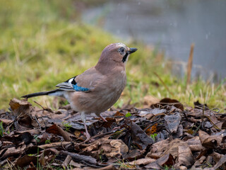 Eichelhäher (Garrulus glandarius)