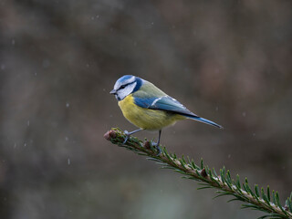 Blaumeise (Cyanistes caeruleu)