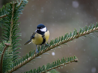 Kohlmeise (Parus major)