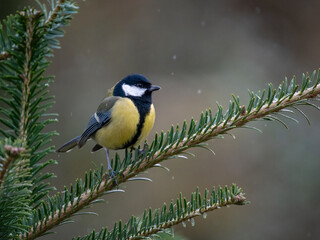 Kohlmeise (Parus major)