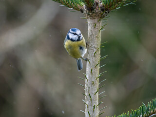 Blaumeise (Cyanistes caeruleu)