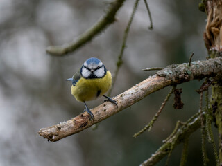 Blaumeise (Cyanistes caeruleu)