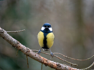 Kohlmeise (Parus major)