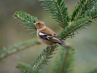 Buchfink (Fringilla coelebs)
