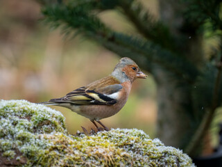 Buchfink (Fringilla coelebs)