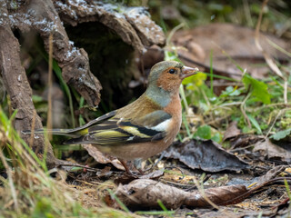 Buchfink (Fringilla coelebs)