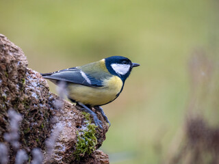 Kohlmeise (Parus major)