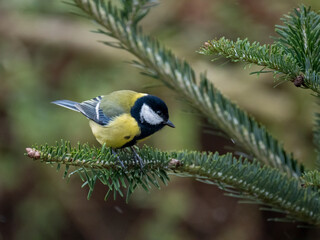 Kohlmeise (Parus major)