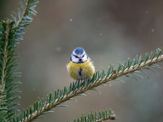 Blaumeise (Cyanistes caeruleu)