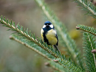 Kohlmeise (Parus major)