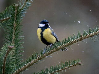 Kohlmeise (Parus major)